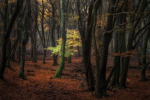 A Light in the Dark sur Martin Podt