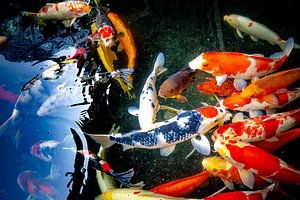 Carpes Koi