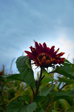 kleurrijke zonnenbloem met bij van Anne Marije Hoekstra