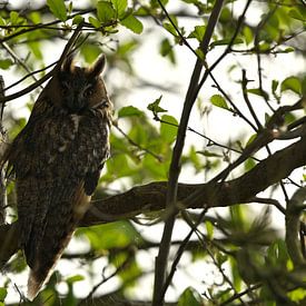 Monsieur Hibou sur Hilde Remerie Photographie et art numérique