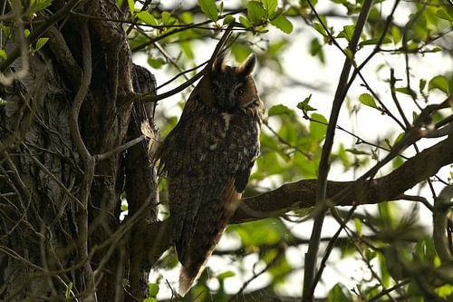 Mr Owl by Hilde Remerie Photography and digital art