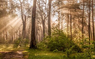 sunny morning in the forest by Mykhailo Sherman