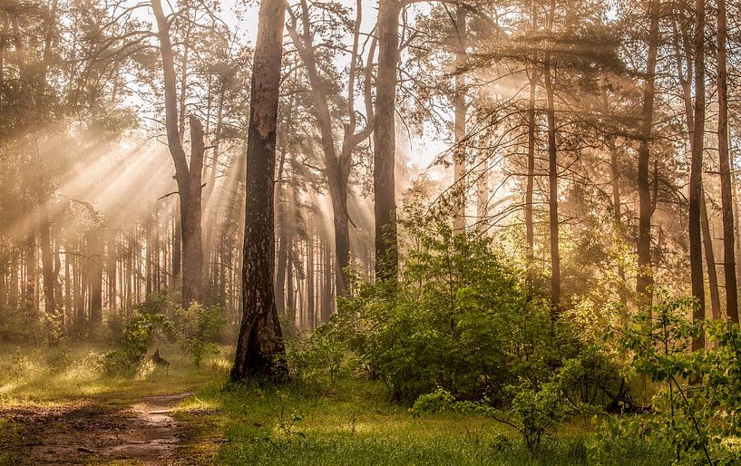 matinée ensoleillée dans la forêt par Mykhailo Sherman