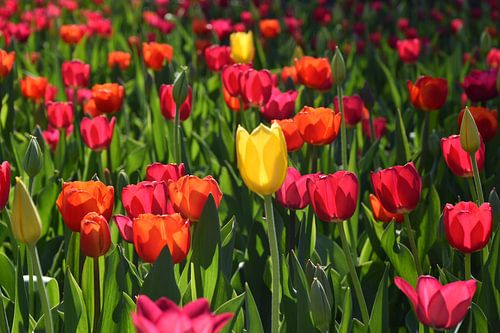 Tulpen in bloei in de tuin