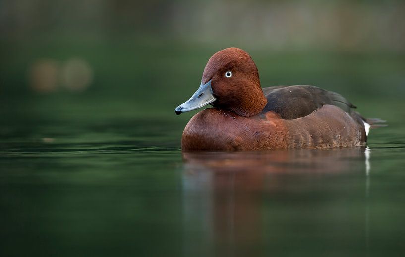 duck  by Rando Kromkamp Natuurfotograaf