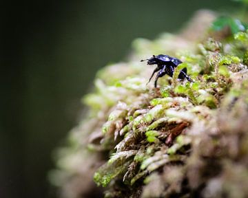 Dung Beetle by Daniel Büffel