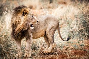 Lion Portrait van Thomas Froemmel