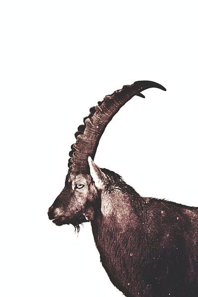 Capricorn In Snow by Monika Strigel