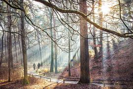 Ochtend wandeling Heidestein Zeist