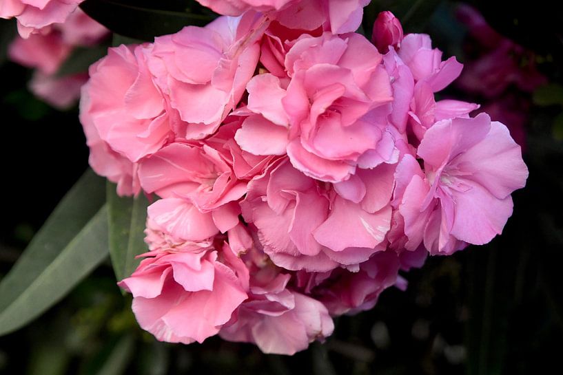 Rose oleander by Hielkje Koen