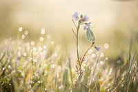 Veined white during the sunrise