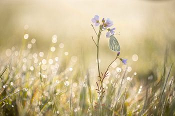 Weiß geädert bei Sonnenaufgang