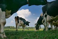 Grazende koeien van Hans Heemsbergen thumbnail