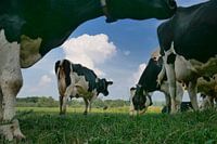 Grazing cows