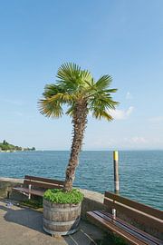 Palm tree on the harbour pier in Meersburg on Lake Constance by Heiko Kueverling