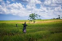 Rice fields temples in Bali