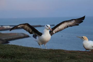 Zwartgegroefde albatros ( Thalassarche melanophris ) of Mollymawk op het eiland Helgoland Duitsland van Frank Fichtmüller