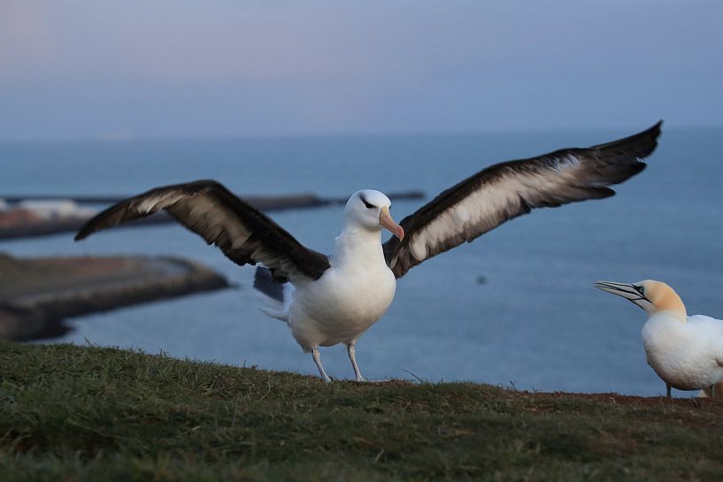 Black-browed Albatross ( Thalassarche melanophris ) or Mollymawk on Helgoland Island Germany by Frank Fichtmüller