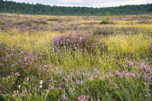 Kleurrijke herfstweide met wilde bloemen en heide in het warme zonlicht