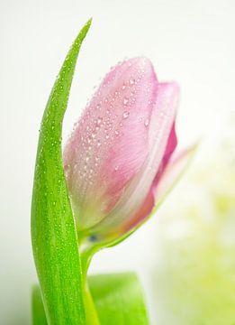 Roze tulp met waterdruppels II Macro van Iris Holzer Richardson