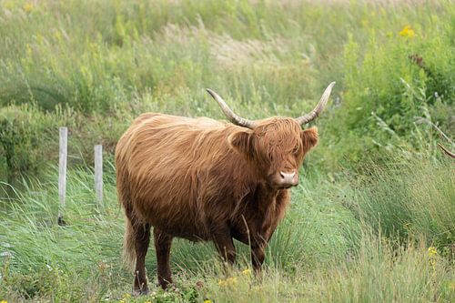 Vaches