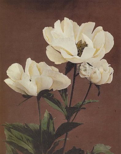 Hærdaceous Pæony, Ogawa Kazumasa