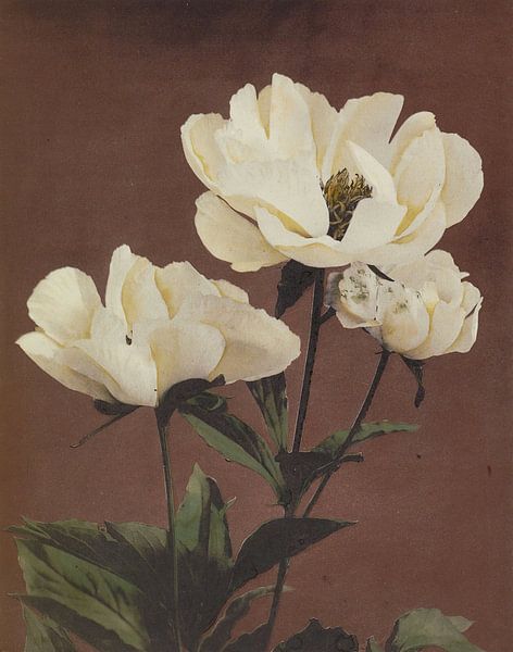 Hærdaceous Pæony, Ogawa Kazumasa by Masterful Masters