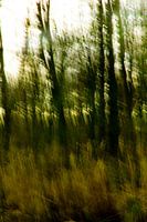 Forrest_01
