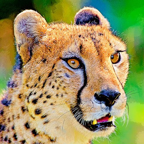 The cheetah's gaze