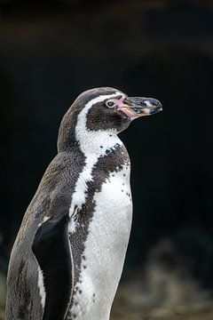 Humboldt pinguïn van Joost Potma
