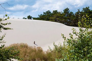 seltene weiße Dünen in Schoorl an der niederländischen Küste mit einzigartigem weißem Sand