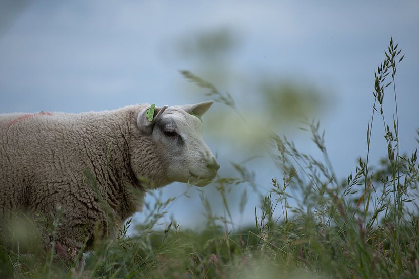 Schaap van Tanja Huizinga Photography