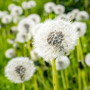 Dandelion with bokeh by Dieter Walther