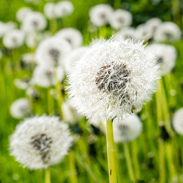Paardenbloem met bokeh van Dieter Walther