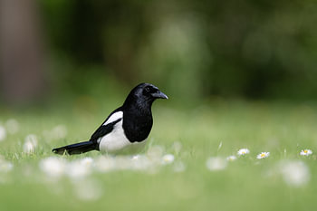 spring magpie