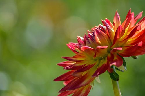 Rood gele Dahlia