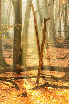 Misty forest during a beautiful foggy autumn morning by Sjoerd van der Wal