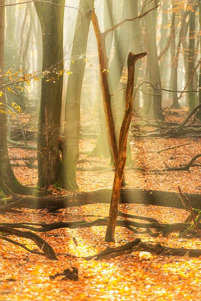 Misty forest during a beautiful foggy autumn morning by Sjoerd van der Wal Photography