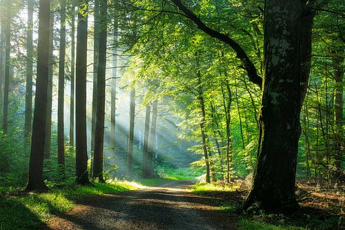 Rold Skov (Denemarken)