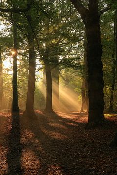 Sonnenharfe im Herbstwald von FotoBob