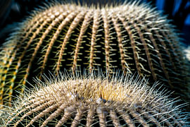 Stekels van de goudbolcactus