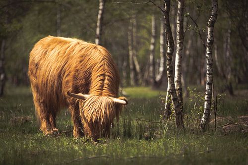 Grazende Schotse hooglanders!