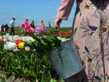 Tulpen pluk tuin Drenthe van Henriette Tischler van Sleen
