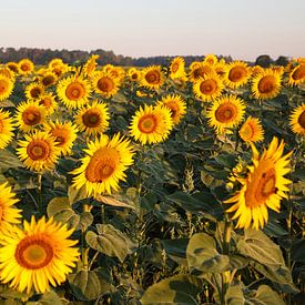 Zonnebloemveld in het ochtendlicht van Erich Werner