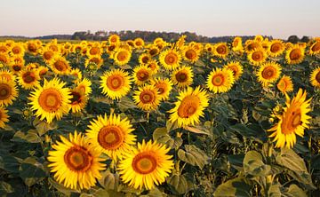 Zonnebloemveld in het ochtendlicht van Erich Werner