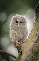 The tawny owl