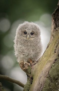 The tawny owl van Chris Biesheuvel I  Dream Scapes