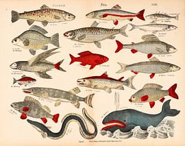 Antique educational plate with fish by Studio Wunderkammer