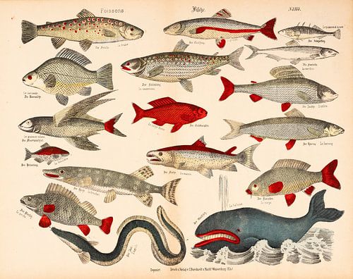 Antieke educatieve plaat met vissen