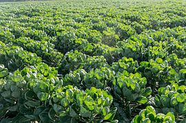 Sprouts. by Richard Wareham